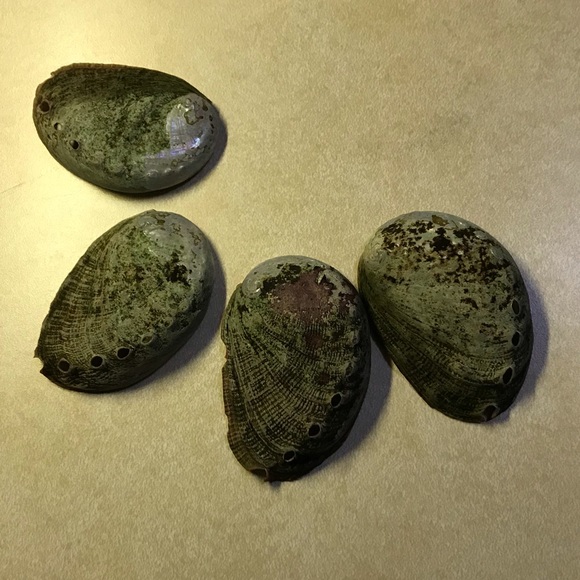 8 Genuine Abalone Shells - Picture 8 of 8